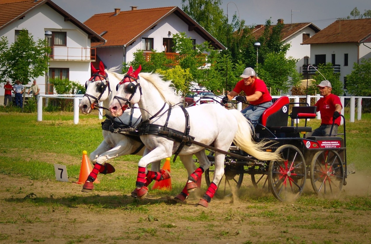 Konji bijelci