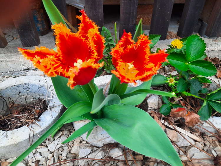 Čupavi tulipani (2)