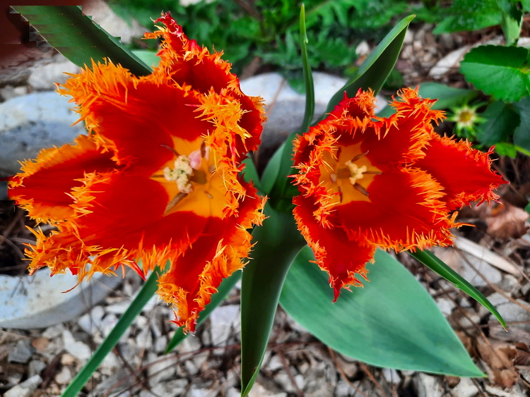 Čupavi tulipani