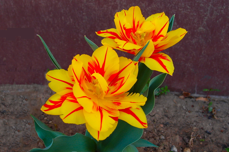 Tulipan Monsella