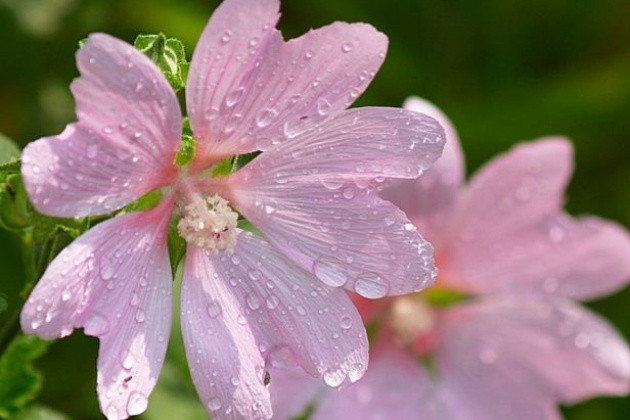 Mošusni sljez (Malva moschata)
