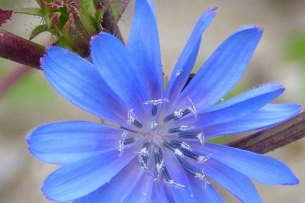 Cikorija - Cichorium intybus