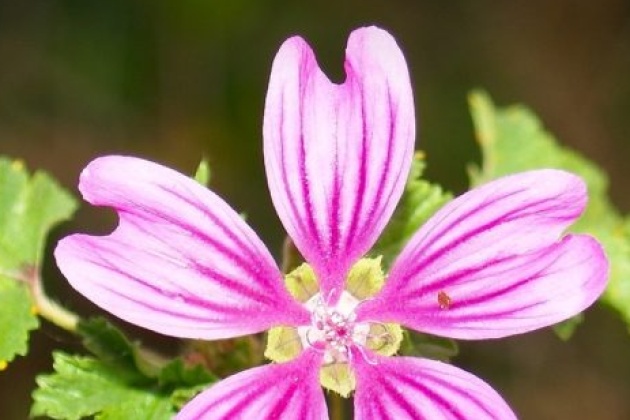 Šumski ili crni sljez (Malva sylvestris L.) 