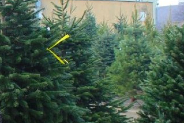 Advent: Vrijeme je kupovanja borova i jelki
