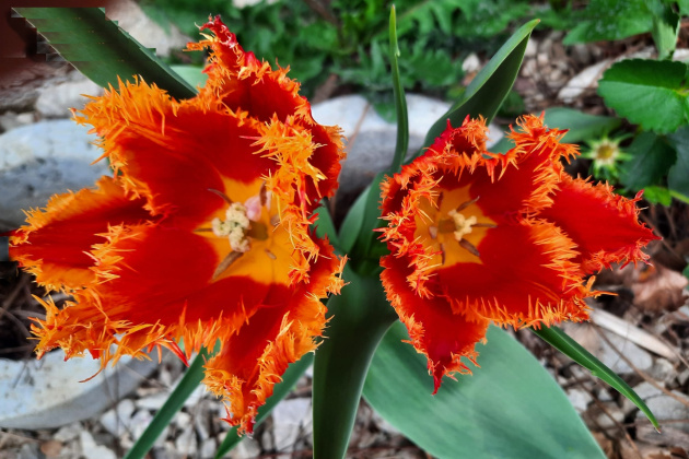 Malo cvijeća, tulipani