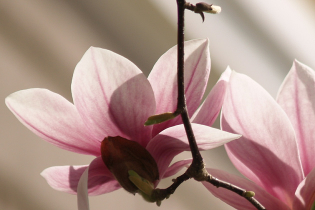 Magnolija