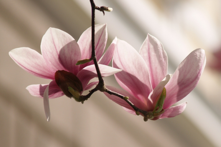 Magnolija
